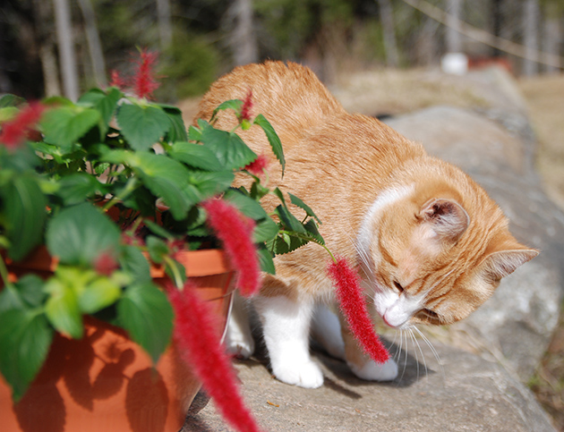 Kiskis kissanhäntä – valloittava kesäkukka