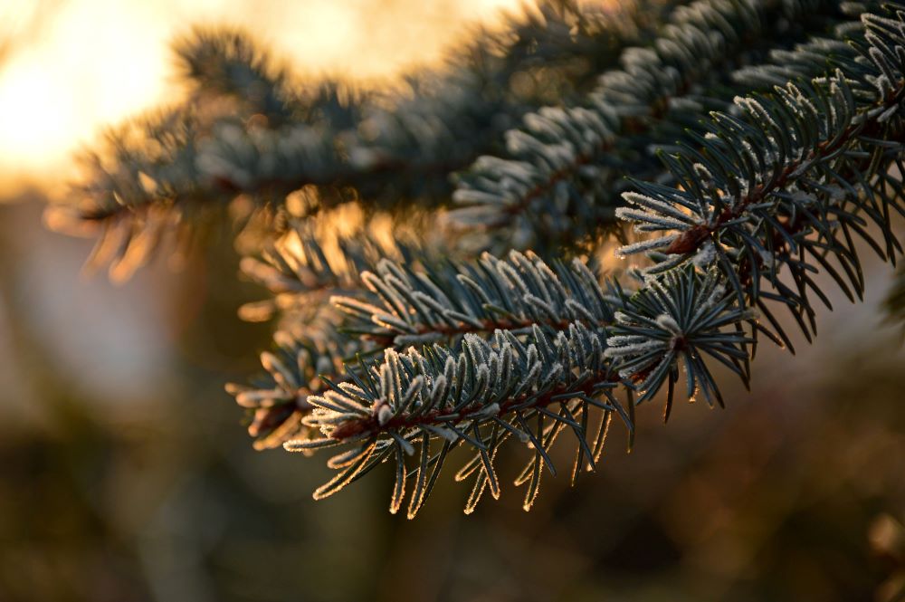 Pyhäinpäivän lounas Eedenissä 1.11.26