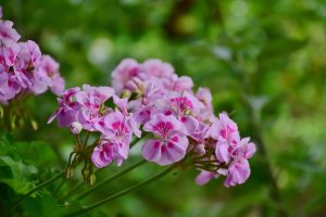 Pelargonin kukka