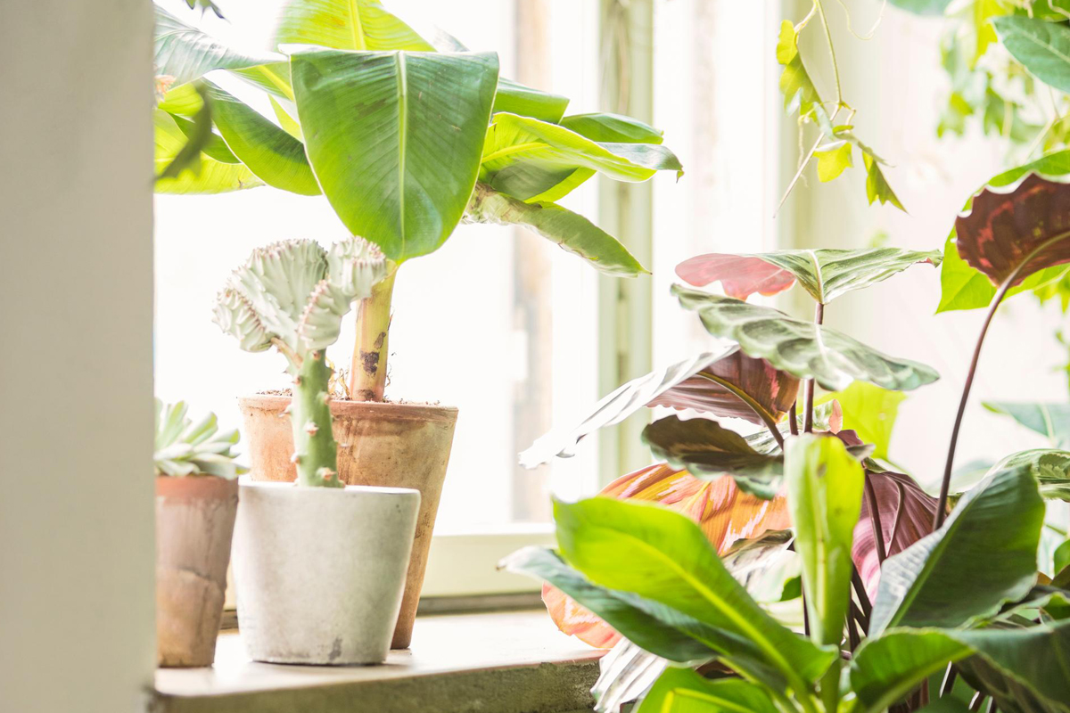 Viherillat kevät 2026